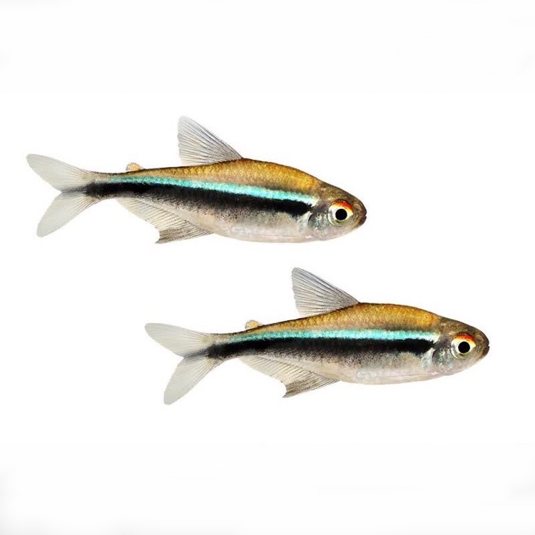 Hyphess.h.axelrodi   Zwarte neon 2,8